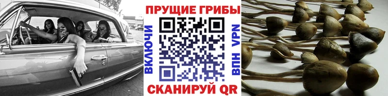 Галлюциногенные грибы GOLDEN TEACHER  Новопавловск 